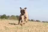 BULLMASTIFF 107